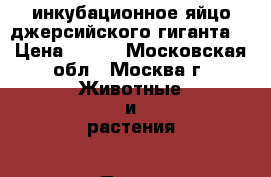 инкубационное яйцо джерсийского гиганта  › Цена ­ 100 - Московская обл., Москва г. Животные и растения » Птицы   